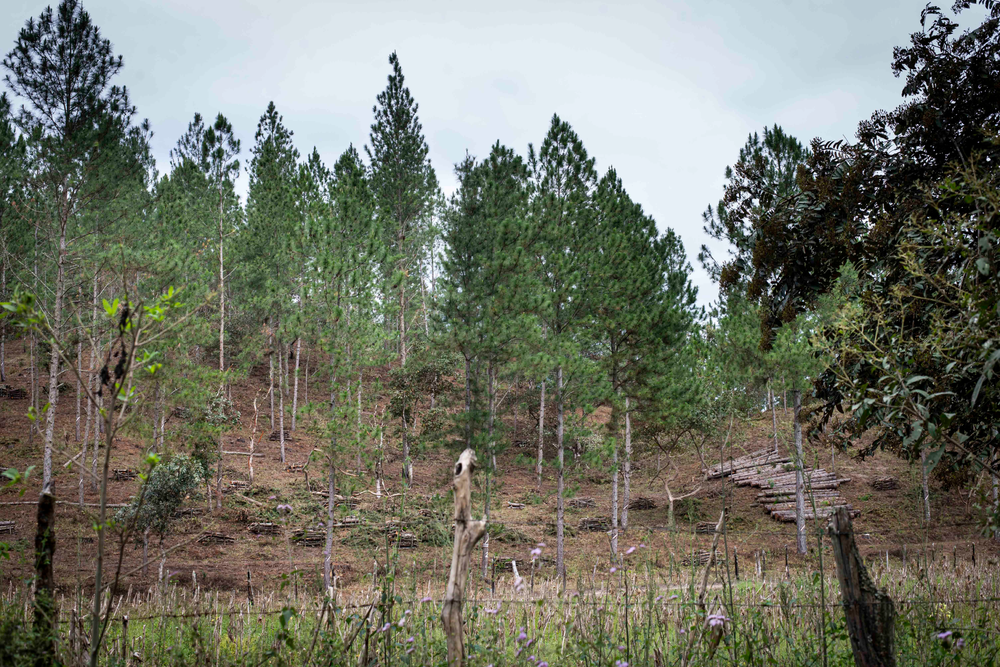 Bosques De Pinos En Peligro Tras El Levantamiento De La Veda Forestal