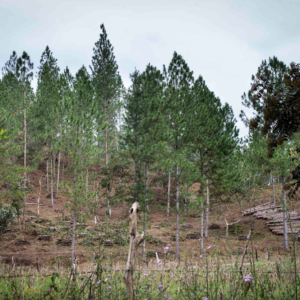 bosques de pinos Nicaragua