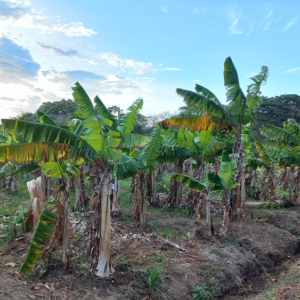 plantio de platanos Rivas