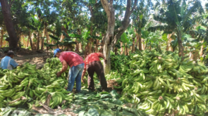 productores de Rivas