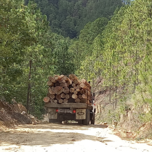 deforestación en Nicaragua