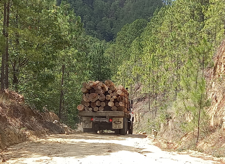 deforestación en Nicaragua