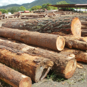 deforestación en Nicaragua