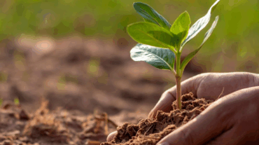 tierra-plantas-intertextual
